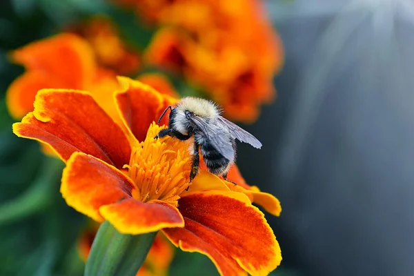 Pszczoła Zbiera Nektar Czerwonym Kwiatku — Zdjęcie stockowe