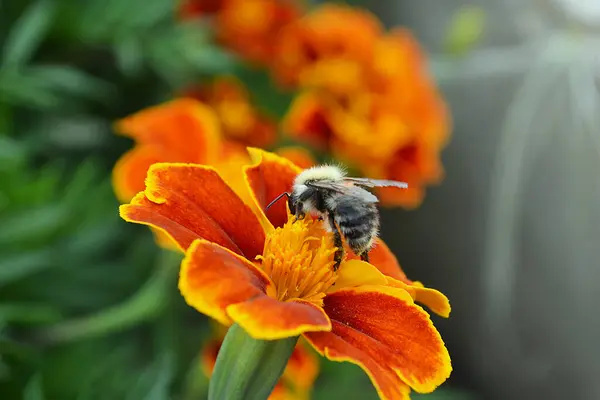 Bee Collects Nectar Red Flower — Stock Photo, Image