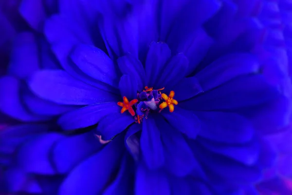 Φυσικό Φόντο Φωτεινό Μπλε Λουλούδι Close — Φωτογραφία Αρχείου