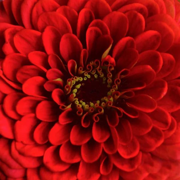 Κεφάλι Από Ένα Μεγάλο Φωτεινό Κόκκινο Λουλούδι Από Κοντά — Φωτογραφία Αρχείου