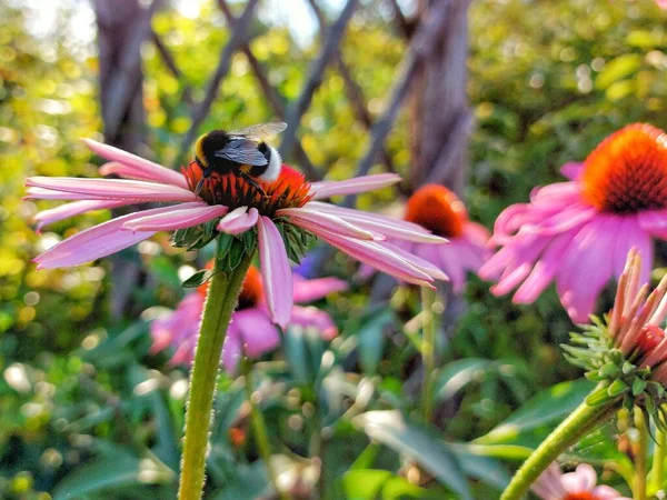 Pszczoła Zbiera Nektar Czerwonym Kwiatku — Zdjęcie stockowe