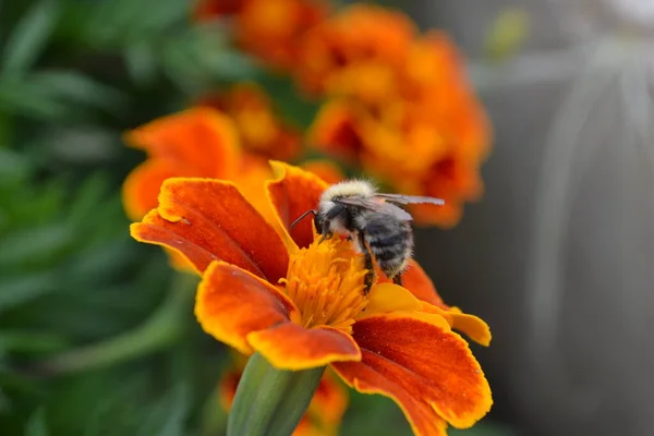 Een bij verzamelt stuifmeel en nectar op een bloem. — Stockfoto