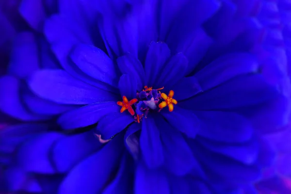 Natürlicher Hintergrund der hellblauen Blume — Stockfoto