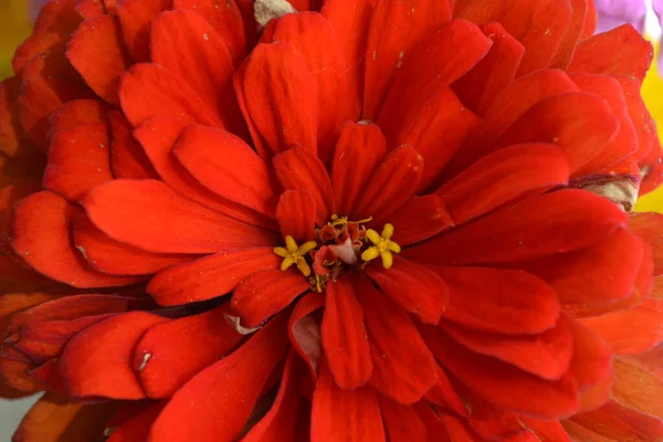 Cabeça de uma grande flor vermelha de perto Fotos De Bancos De Imagens