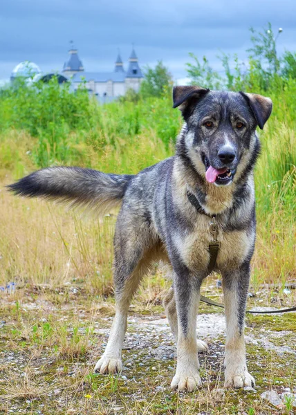 美しい大きな灰色の犬が完全に成長して立って カメラを見ています 犬が綱の上を歩く — ストック写真