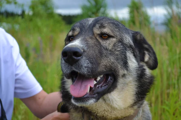 Kvinna Vit Basebollkeps Tittar Ansiktet Stor Grå Hund Närbild Hund — Stockfoto