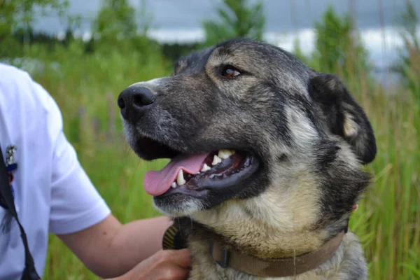 白い野球帽の女性が大きな灰色の犬のクローズアップの顔を見ています 自然の中で散歩中の愛人と犬 — ストック写真