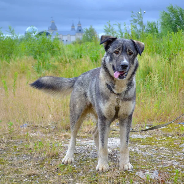 美しい大きな灰色の犬は完全な成長に立っており 楽しみにしています 犬が綱の上を歩く — ストック写真