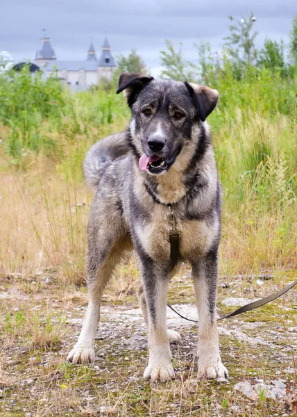 美しい大きな灰色の犬が完全に成長して立って カメラを見ています 犬は綱の上を歩く 垂直写真 — ストック写真