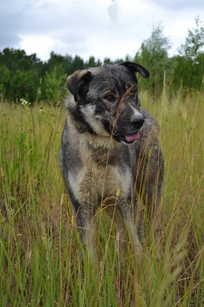緑の葉の間に立つ大きな灰色の犬のクローズアップ肖像画 — ストック写真