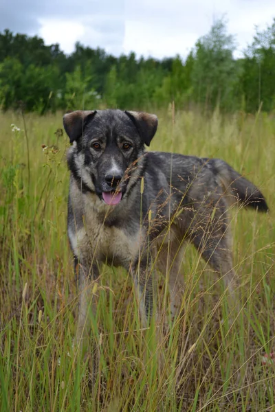 Yeşil Yaprakların Arasında Duran Kameraya Bakan Büyük Gri Köpeğin Yakın — Stok fotoğraf