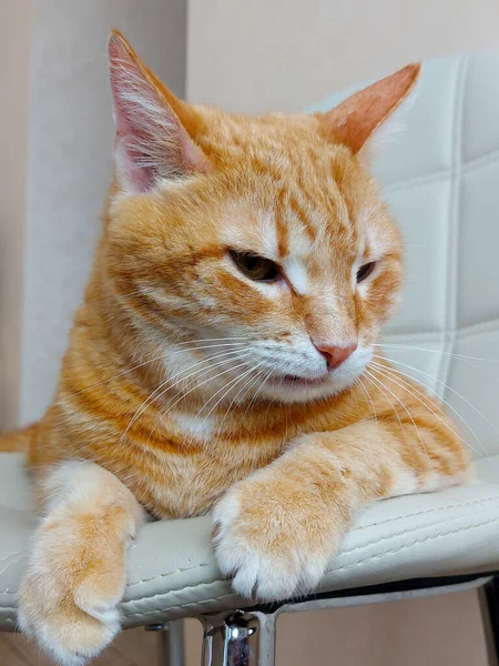 大きな赤毛面白い猫は椅子に横たわっています — ストック写真
