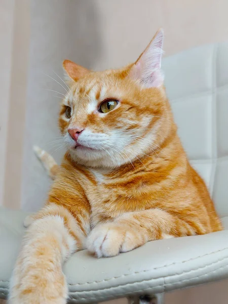 Grande pelirroja divertido gato se encuentra en un silla — Foto de Stock