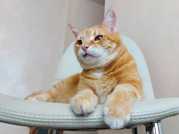 Grande pelirroja divertido gato se encuentra en un silla —  Fotos de Stock