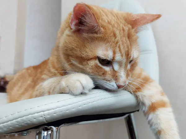 Duży rudy śmieszne kot leży na krześle — Zdjęcie stockowe
