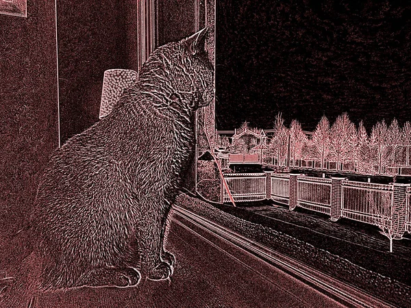 Utsikt över katten från, som sitter på fönsterbrädan — Stockfoto