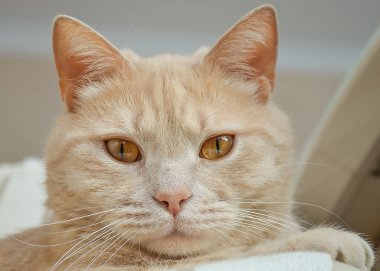 Kameraya bakan bir kedi.