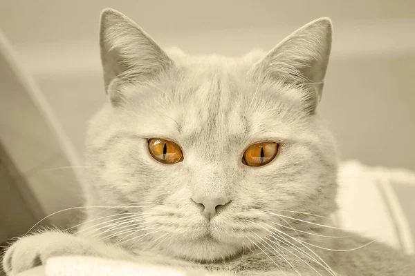 Портрет кота с янтарными глазами крупным планом — стоковое фото