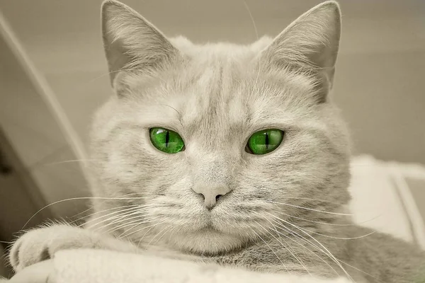 Портрет кота с зелеными глазами вблизи — стоковое фото