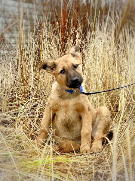 背の高い乾いた草の間に座っている茶色の子犬の肖像画 — ストック写真