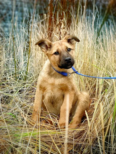 Ritratto di un cucciolo bruno seduto tra erba alta e secca — Foto Stock
