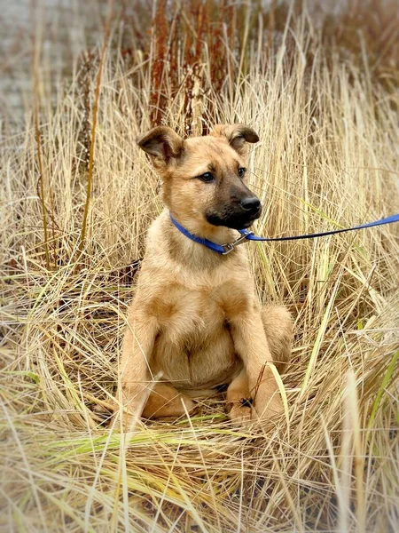 Porträtt av en brun valp sitter bland höga torrt gräs — Stockfoto