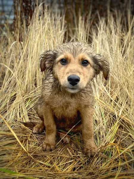 Retrato de un cachorro marrón sentado entre la hierba seca alta —  Fotos de Stock