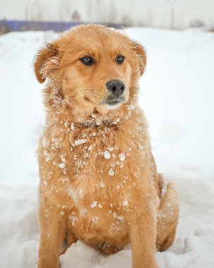 Kırmızı tüylü kıvırcık köpek karda oturur.
