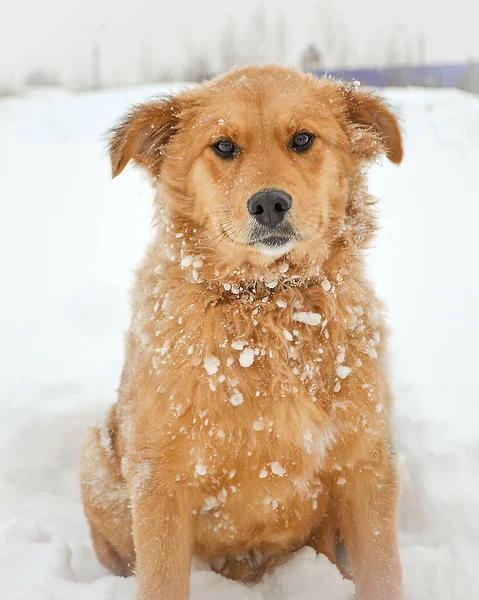 Красный мохнатый кудрявый щенок сидит на снегу — стоковое фото