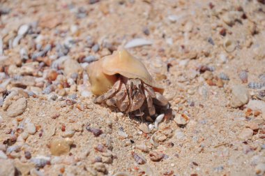 münzevi kimse Yengeç