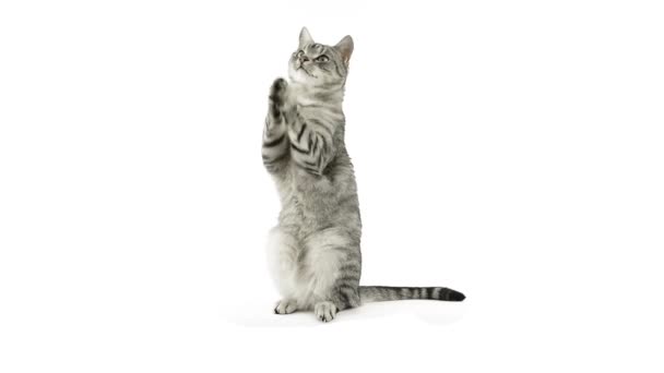 Gato batendo palmas patas, pedindo um lanche — Vídeo de Stock