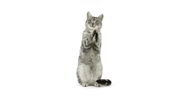Gato batendo palmas patas, pedindo comida, olha para longe decepcionado — Vídeo de Stock