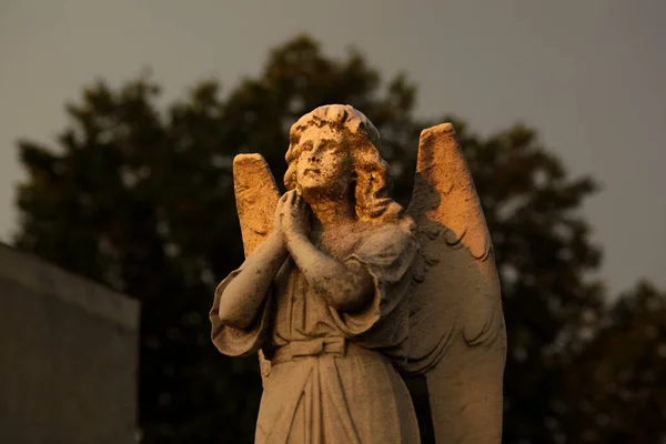 Sorrowful angel with sad face praying to the heaven is the orange morning light at dawn. The century old cemetery statue is heavily weathered with moss growing in crevices.