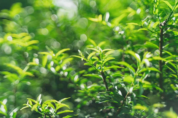 美しい庭の緑の葉の性質 緑の葉植物の背景カバーページ環境生態学や緑の壁紙のコンセプト — ストック写真