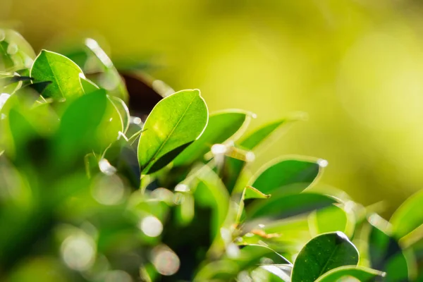 美しい庭の緑の葉の性質 緑の葉植物の背景カバーページ環境生態学や緑の壁紙のコンセプト — ストック写真