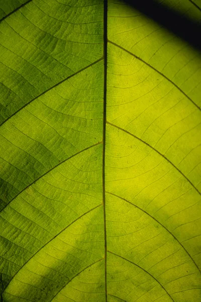 Nature Feuilles Vertes Dans Beau Jardin Feuilles Vertes Naturelles Plantes — Photo