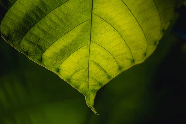 Natureza Folha Verde Belo Jardim Natural Folhas Verdes Plantas Fundo — Fotografia de Stock