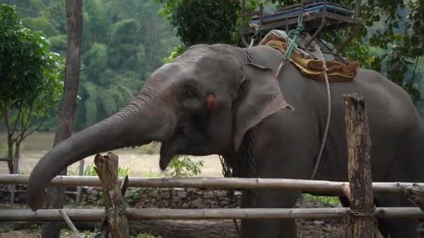 Elephant Largest Land Animal Head Butt Cute Adorable Elephant Spectacular — Video Stock