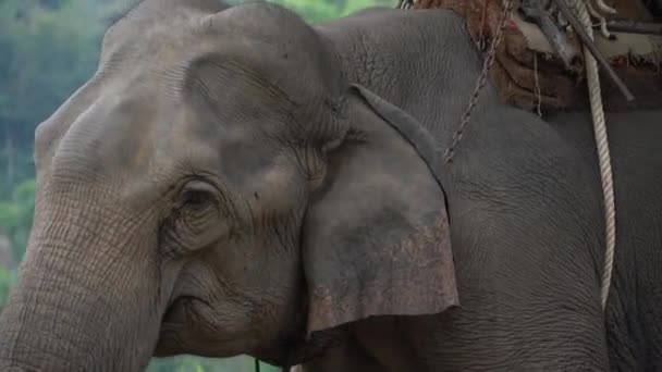 Big adult Asian elephant with baby elephant Stock Vector by ©YuliaAvgust 37555141