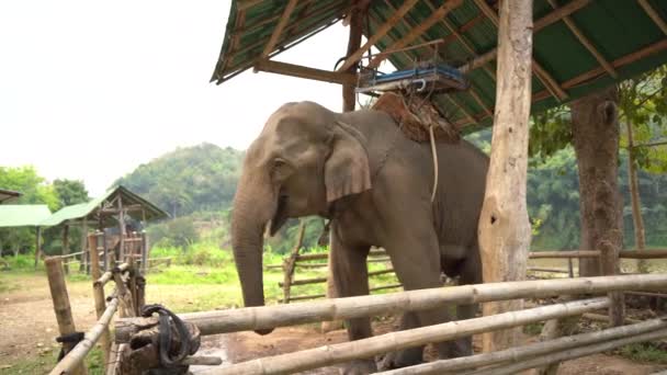 Elephant Largest Land Animal Head Butt Cute Adorable Elephant Spectacular — Αρχείο Βίντεο