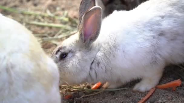 素敵な白いウサギは檻の中でニンジンを食べる 動物園でかわいいウサギ 動物概念 — ストック動画