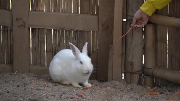 Прекрасный Белый Кролик Ест Морковь Клетке Милый Кролик Зоопарке Концепция — стоковое видео