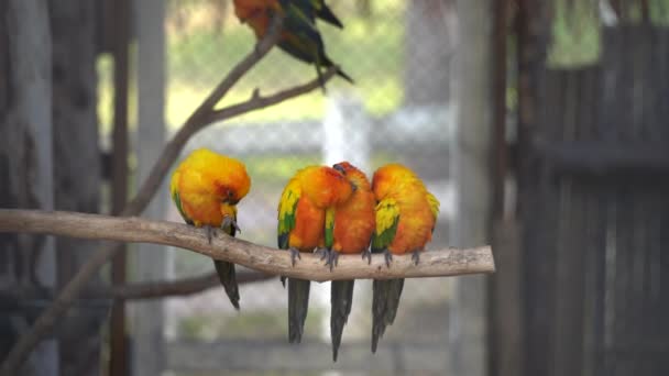 Gołąbeczki Mało Słodkie Papugi Krótkim Ogonem Szczęśliwy Hałaśliwy Wysoki Dźwięk — Wideo stockowe