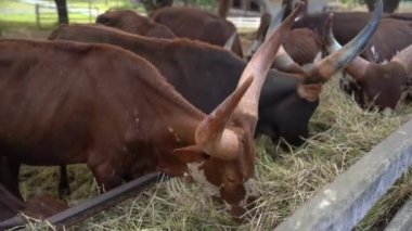Ankole-Watusi grubu, Watisu ineği sahada. Orta Afrika 'nın Ankole grubu Sanga sığır yetiştiricileri.
