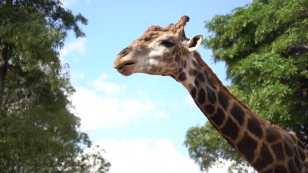 Giraffenkopf Einem Wildpark Zoosafari — Stockvideo