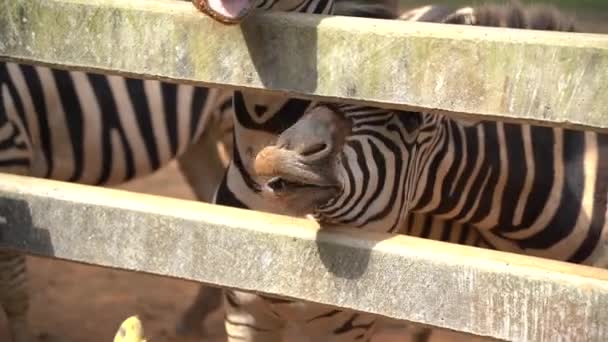 Afrikanisches Zebra Schwarz Weiß Zoo Kopf Zebra Aus Nächster Nähe — Stockvideo