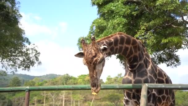 Cabeça Girafa Africana Parque Vida Selvagem Safári Zoológico — Vídeo de Stock