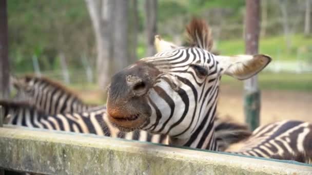 Afrikanisches Zebra Schwarz Weiß Zoo Kopf Zebra Aus Nächster Nähe — Stockvideo