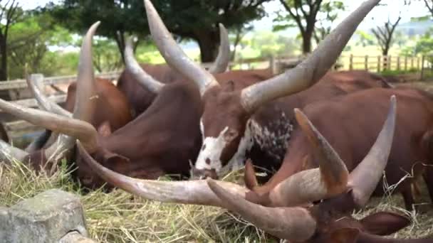 Ankole Watusi フィールド内のWatisu牛のグループ アフリカ中央部のサンガ牛の品種アンコール群 — ストック動画