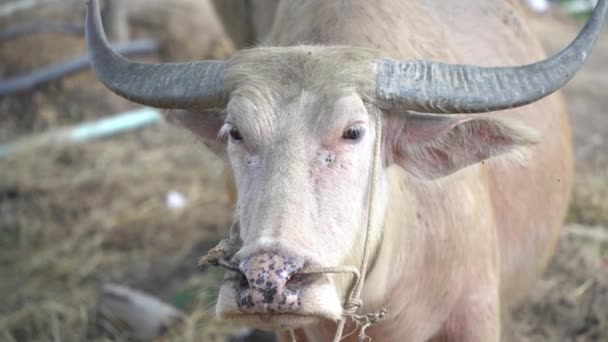 Weiße Asiatische Büffel Großaufnahme Kopf Weiße Büffel Tierkonzept — Stockvideo